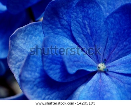 beautiful blue flower Hydrangea