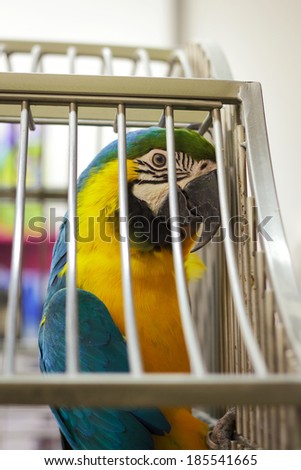 Ara parrot in a cage