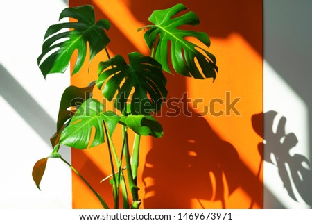 Similar – Image, Stock Photo Monstera im detail