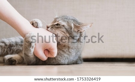 Similar – Image, Stock Photo Aggressive cat playing with a feather toy