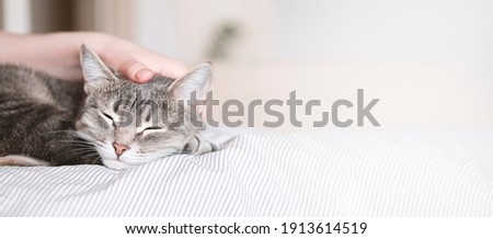 The gray striped cat lies in bed on the bed with woman's hand on a gray background. The hostess gently strokes her cat on the fur. The relationship between a cat and a person. Selective focus. Banner