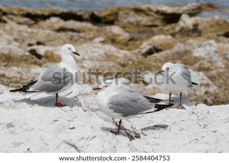 Foto Bild Küstenschutz mit Vogel in Friesland