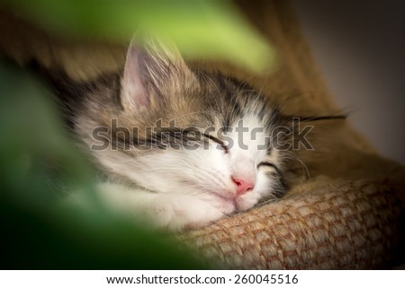 Sweet dream of a cute kitten