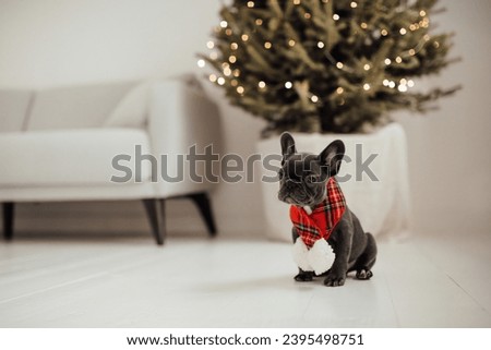 Similar – Image, Stock Photo Portrait of dog spending time in street
