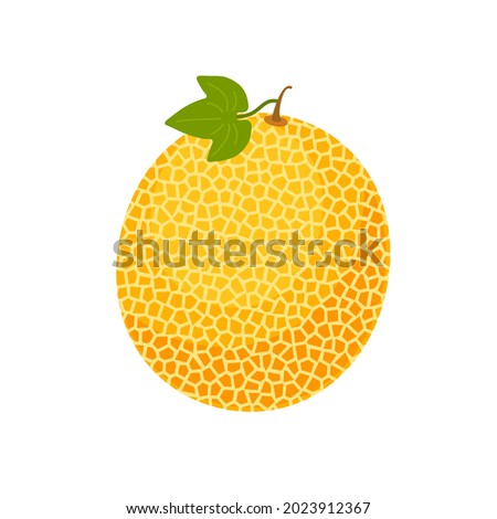 Beautiful delicious ripe melon. Vector flat illustration isolated on white background 