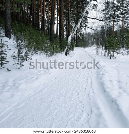 Similar – Image, Stock Photo Snowed in are paths, streams, bridges and forests. A pack of deer is looking for food and water.