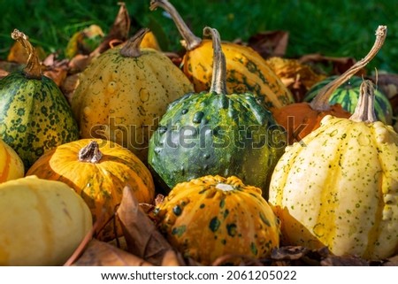 Decorative gourds or pumpkins among fall's colored leaves enlightened by sunset. Photo stock © 