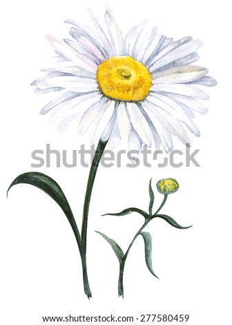 Garden chamomile, isolated on white background. Watercolor illustration