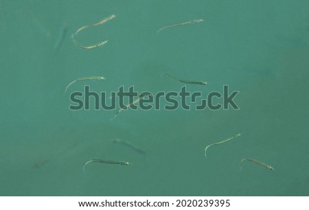 Similar – Image, Stock Photo Small sandeel fishes in sea water.