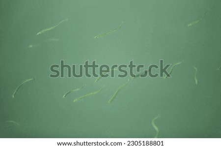 Similar – Image, Stock Photo Small sandeel fishes in sea water.