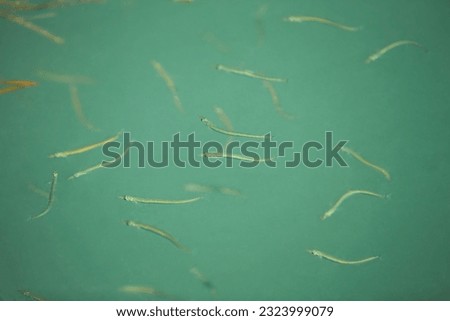 Image, Stock Photo Small sandeel fishes in sea water.