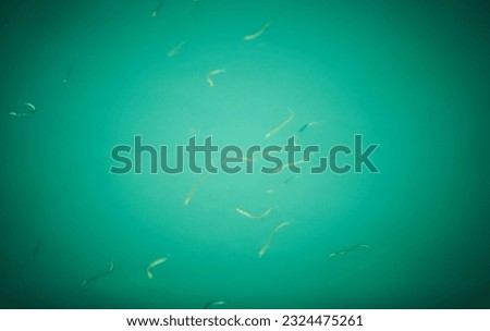 Similar – Image, Stock Photo Small sandeel fishes in sea water.