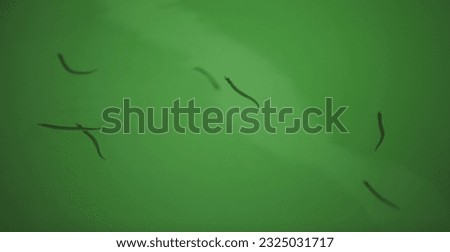 Similar – Image, Stock Photo Small sandeel fishes in sea water.