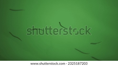 Similar – Image, Stock Photo Small sandeel fishes in sea water.