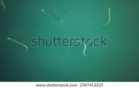 Similar – Image, Stock Photo Small sandeel fishes in sea water.