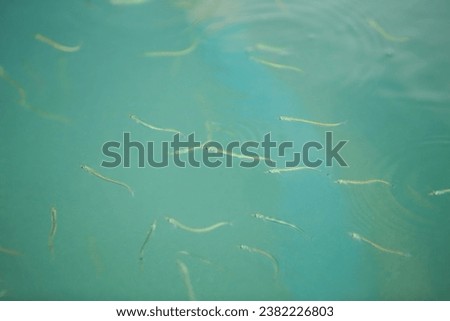 Similar – Image, Stock Photo Small sandeel fishes in sea water.