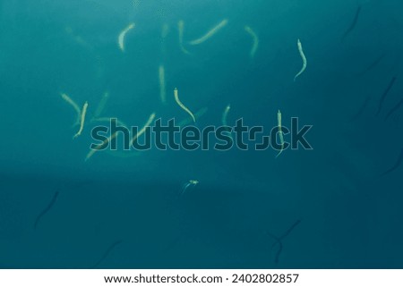 Similar – Image, Stock Photo Small sandeel fishes in sea water.