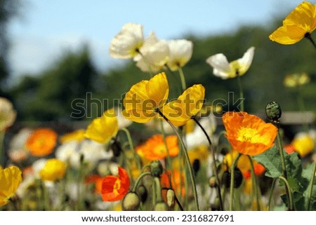 Similar – Image, Stock Photo Papaver nudicaule, Iceland poppy, opening bud and flowers