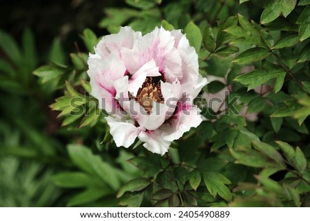 Similar – Image, Stock Photo bud of peony just before development