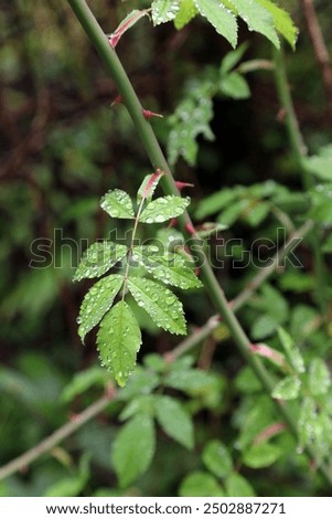 Image, Stock Photo rose thorn and waterdrop living together for a while