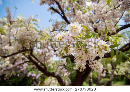 closeup peach tree flowers, soft focus natural abstract  floral background