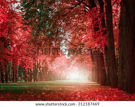 mystery romantic alley in a park with colorful trees, autumn landscape, natural background