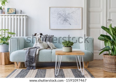 Stylish scandinavian living room interior of modern apartment with mint sofa, design coffee table, furnitures, plants and elegant accessories. Beautiful dog lying on the couch. Home decor. Template.