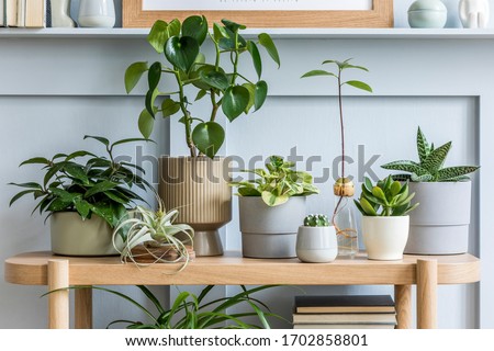 Interior design of living room with wooden console, beautiful composition of plants in different hipster and design pots, books and elegant personal accessories in home garden.