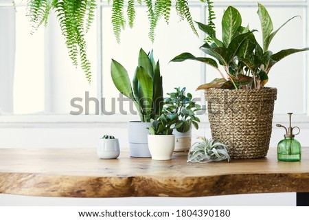 Modern composition of home garden filled a lot of beautiful plants, cacti, succulents, air plant in different design pots. Stylish botany interior. . Home gardening concept. Template.