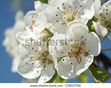 White pear blossom, blue sky