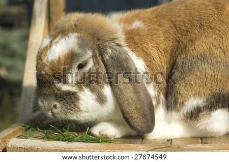 Little rabbit portrait with floppy ears eating grass