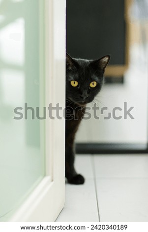 Similar – Image, Stock Photo cute black kitten on black background tilting head portrait