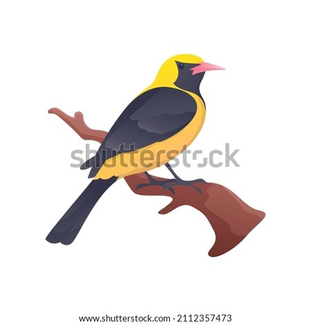 Yellow and black Oriole on branch with isolated background
