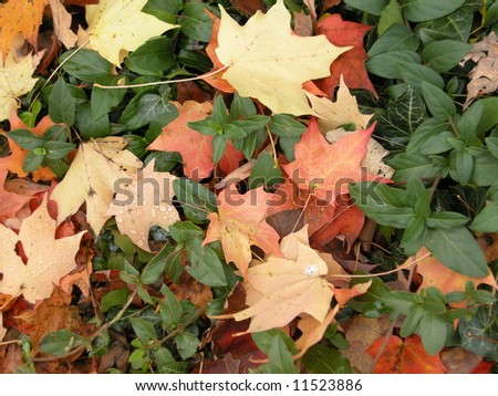 Maple leaves in ground cover
