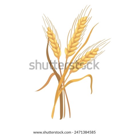 Botanic illustration three ears of wheat isolated