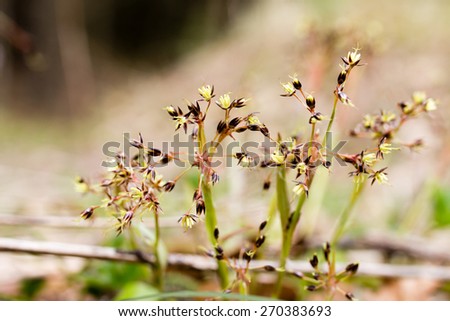Vilnius, LITHUANIA - 11 April 2015: The beauty of flowers and plants in early spring, Lithuania in the park in the morning of April 11, 2015
