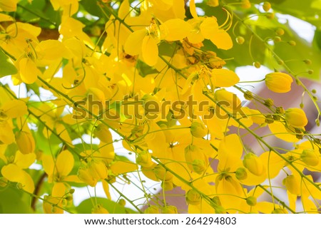 Cassia fistula flower, golden shower tree, beautiful yellow flower