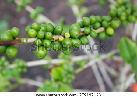 green coffee bean, coffee tree with beans