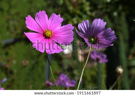 Shutterstock Puzzlepix