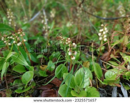 Similar – Foto Bild Pyrola minor, Kleines Wintergrün. Eine Blume mit runden weißen Blütenständen am Stängel. Weiße Blüte in Nahaufnahme im schattigen Wald an einem Sommertag.