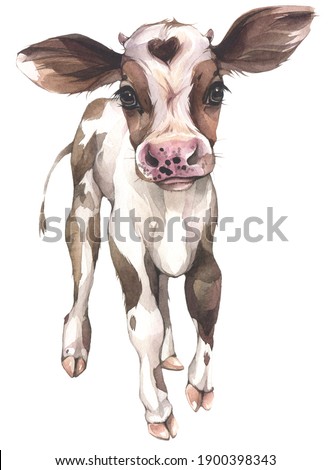 A cute calf. Hand drawn watercolor illustration.
