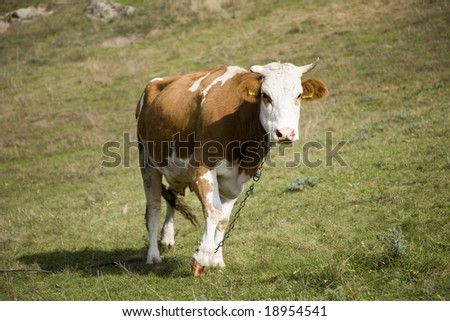 A cow grazes on a hill at the river in country. Home animal.