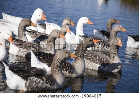 Ducks float in water of the river. Autumn landscape. Home animals.