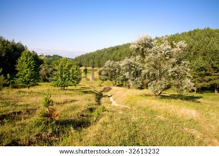 Summer scenery in the forest for the village.