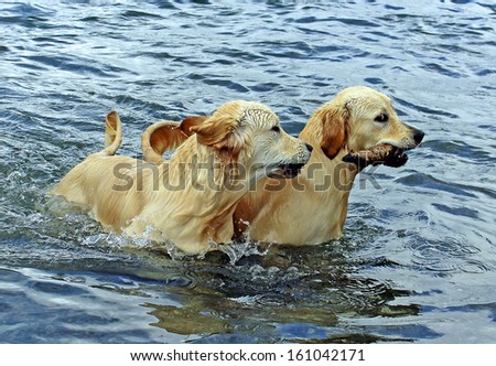 Aqua babes and sibling rivalry in the water, brother and sister litter mates playing a retrieving game in the water