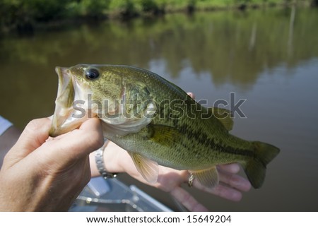 Large mouth just caught out of a river.  Bass held by fisherman.