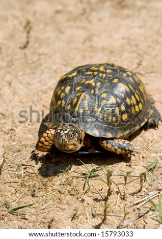 Box turtle walking on dry and arid ground.
