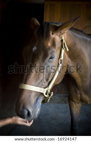 Portrait close up head shot of a dark bay horse with a halter on.  A women is extending her hand to the horses mouth.