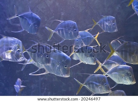 Fish swimming in a salt water aquarium.