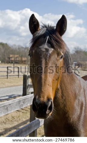 Horse in a field standing next to a fence line.